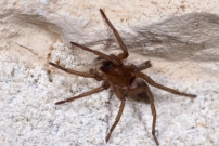 Un mle immature (Araneae - Gnaphosidae - Drassodes sp.)